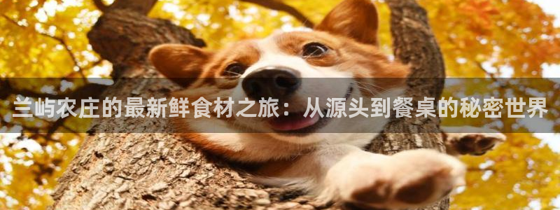 琳琅娱乐在哪直播