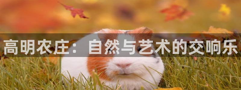 琳琅娱乐工作室