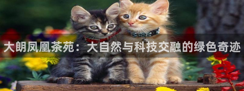 青娱娱乐琳琅导航